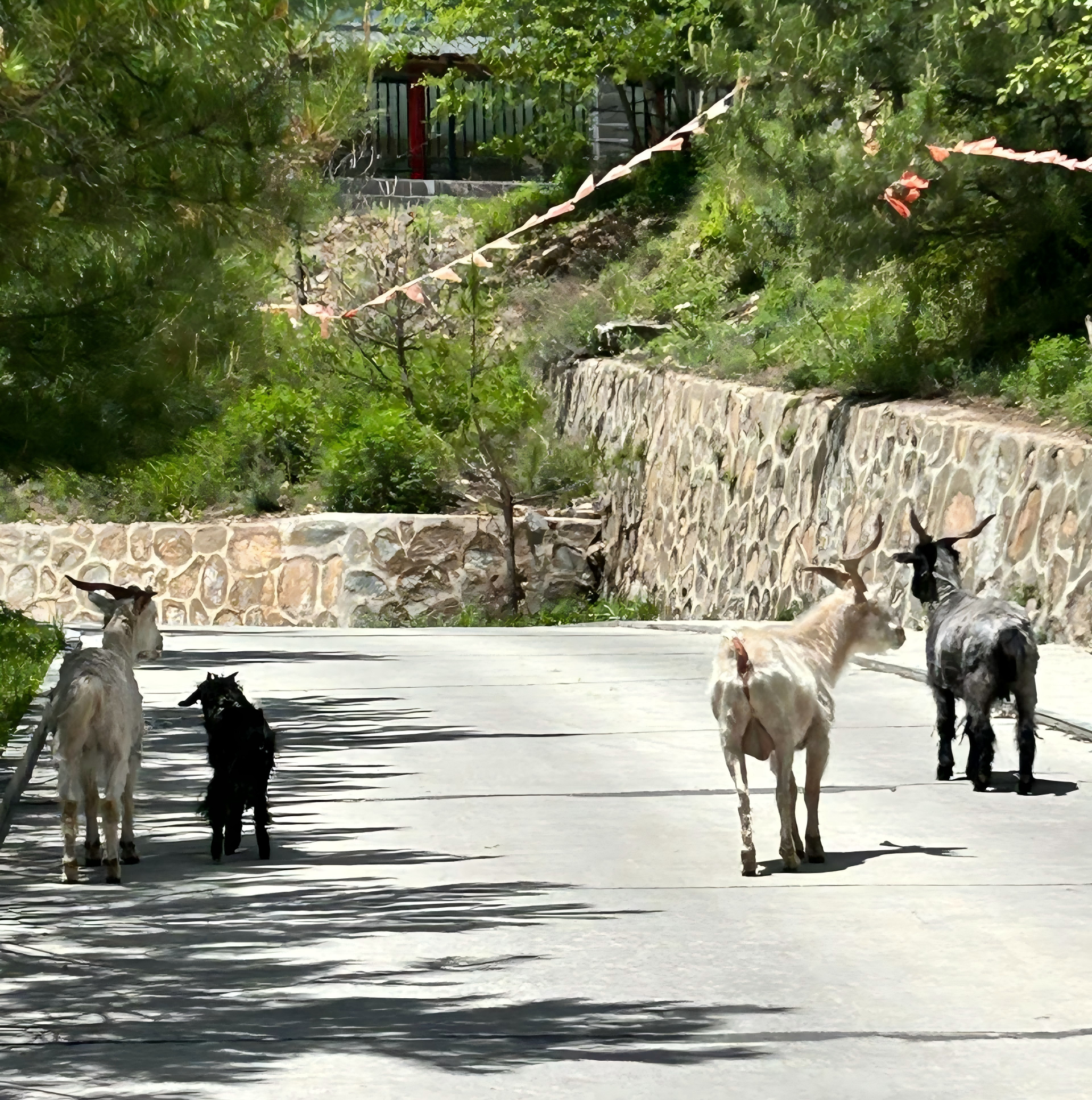 Curious Mountain Goats on the Trail